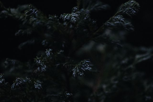 Shadowy green pine branches in dim lighting, perfect for use in nature-themed projects, winter holiday imagery, background designs for outdoors adventure promotions, or creating moody environmental themes.