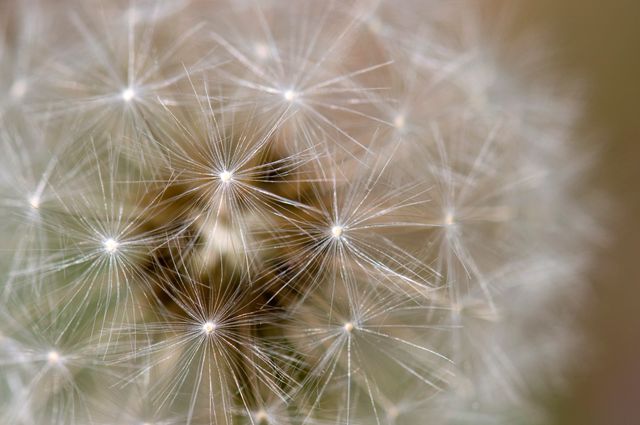 Close-Up of Dandelion Clock with Delicate Seed Heads - Download Free Stock Photos Pikwizard.com