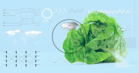 Smart agriculture data visualization showing lettuce with futuristic analytics overlay