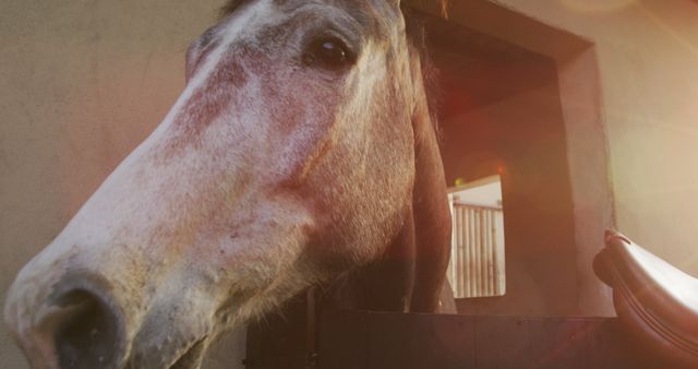Brown horse with brown eyes in horse stall close up. Nature, animal, racing, sport, competition and active lifestyle, unaltered.