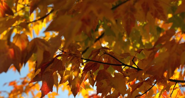 Close up of tree with orange and yellow autumn leaves over blue sky on sunny day. Autumn, seasons, nature and weather.