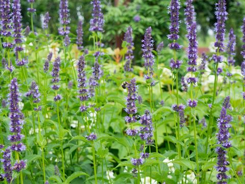 Lavender Rows with Busy Bee in Lush Garden