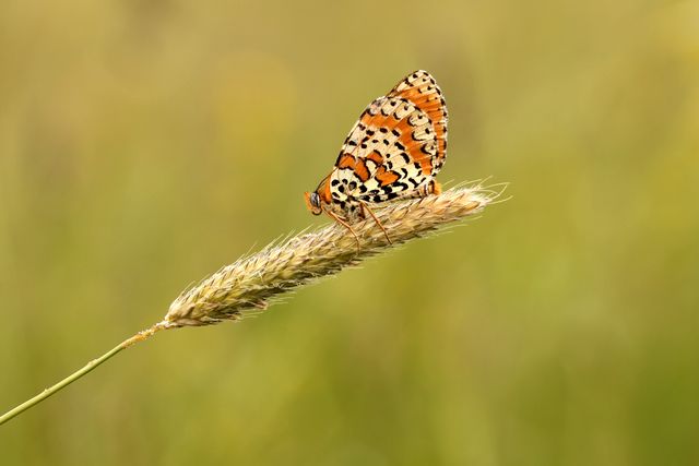 A colorful butterfly with intricate wing patterns is resting on a wheat grain, with a blurred, green background. Ideal for use in nature-themed prints, educational materials, decor, presentations about wildlife, inspirational posters, or social media shares focusing on the beauty of natural scenes.