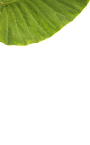 Green leaf on transparent background for nature designs