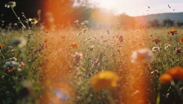 Swaying wildflowers catching golden backlight and lens flare in sunlit meadow