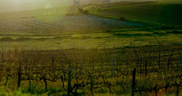 Sunlight bathes a vineyard in warm hues, highlighting the orderly rows of grapevines. The serene landscape captures the beauty of agricultural life and the promise of a fruitful season.