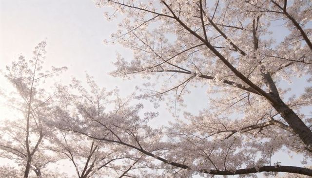 Cherry blossom canopy filling sky with pastel petals, sunlit treetops in spring