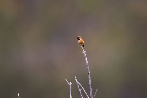 Small Amber Hummingbird Perched on a Bare Branch in Natural Habitat