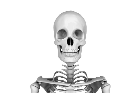 realistic human skeleton portrait on transparent background - Download Free Stock Videos Pikwizard.com