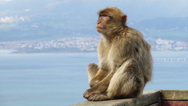 Barbary macaque sitting on a rock edge, overlooking a panoramic view of a cityscape and the sea in Gibraltar. Note the serene, contemplative posture of the monkey, capturing a moment of natural tranquility. Useful for content related to wildlife, nature, travel, and Mediterranean regions.