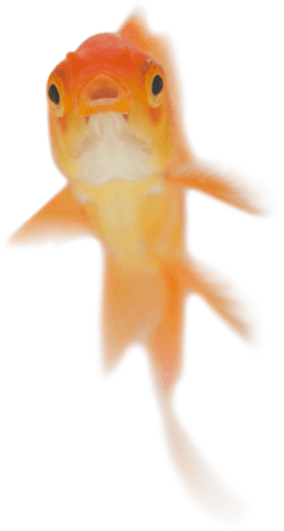 transparent goldfish swimming with open mouth gracefully - Download Free Stock Videos Pikwizard.com