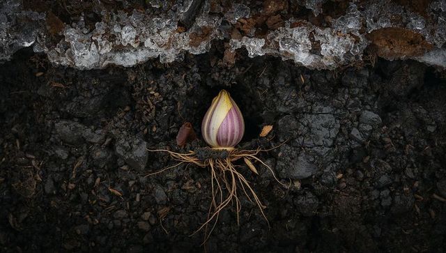 Purple-striped bulb with roots on dark soil beside frosted gravel, winter macro close-up