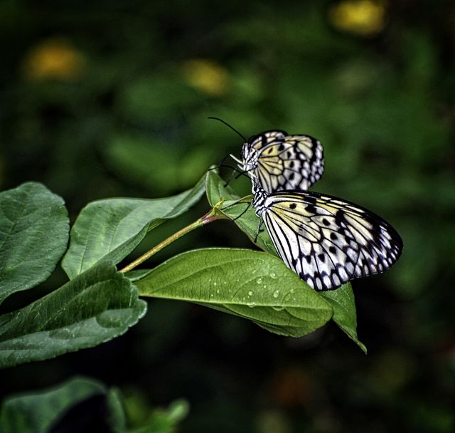 Two Black and White Butterflies Resting on Green Leaves in Nature - Download Free Stock Photos Pikwizard.com