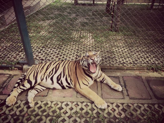 Tiger roaring while resting near a fence on stone pavement in a park. Perfect for wildlife conservation, animal behavior studies, and animal-themed educational materials.