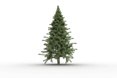 Transparent Fir Tree Isolated Digital Christmas Design - Download Free Stock Videos Pikwizard.com