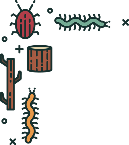 colorful bug and log illustrations on transparent background - Download Free Stock Videos Pikwizard.com