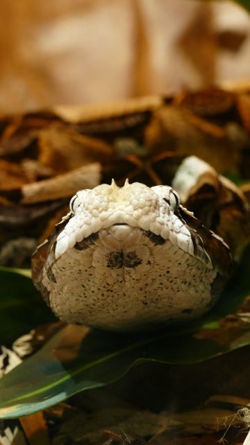 This image depicts a Gaboon viper in its natural habitat, highlighting its distinctive patterned skin and formidable presence. The viper is coiled and positioned for a potential strike, creating a sense of tension and emphasizing its role as a predator. Ideal for use in articles or educational materials about venomous snakes, African wildlife, or the natural behaviors of reptiles.