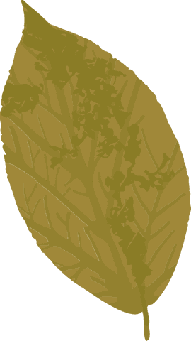 mustard yellow botanical leaf on transparent background - Download Free Stock Videos Pikwizard.com