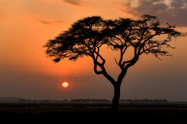 Captured during twilight in African plain, featuring stunning sunset and iconic acacia tree silhouette. Ideal for travel ads, nature blogs, safari brochures, or serene background imagery highlighting African wilderness beauty.