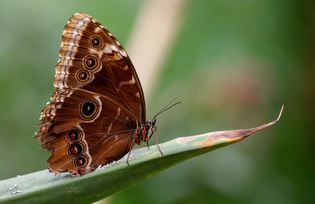 Brown Morpho Butterfly on Green Leaf in Natural Habitat - Download Free Stock Photos Pikwizard.com