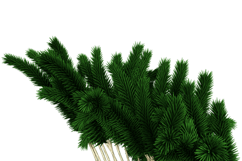 festive christmas tree branches on transparent background - Download Free Stock Videos Pikwizard.com