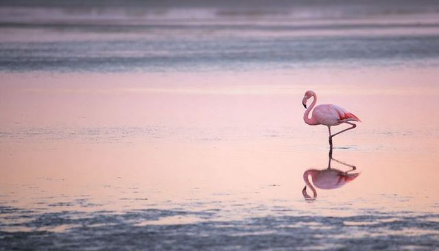 Solitary pink flamingo standing on one leg with mirror reflection at dawn