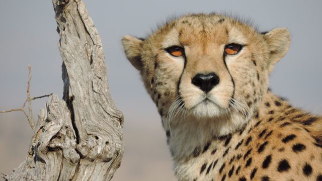 Close-Up Portrait of Cheetah in Wild Habitat - Download Free Stock Photos Pikwizard.com