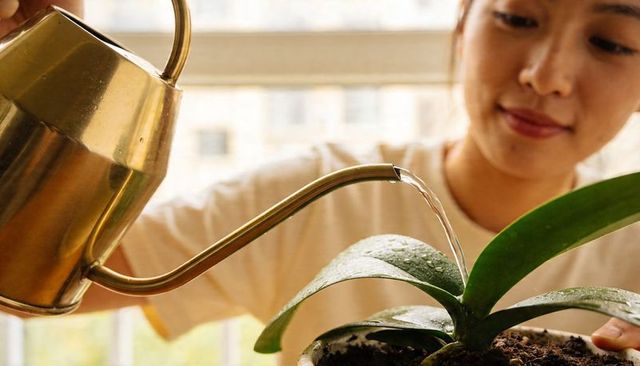 Asian woman watering potted orchid with brass watering can near sunlit window living room