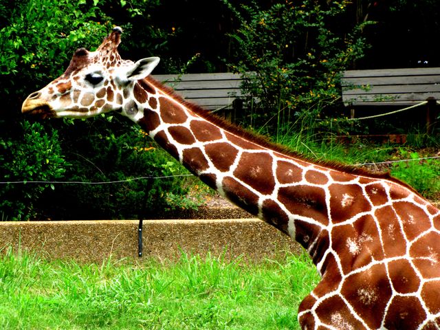 Close-Up of Giraffe Savoring Greenery in Natural Habitat - Download Free Stock Photos Pikwizard.com