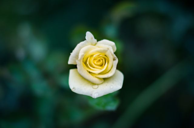 Close-up of Beautiful Yellow Rose Blooming - Download Free Stock Photos Pikwizard.com