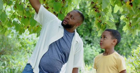 African american father and son reaching for red fruit in lush garden, family bonding