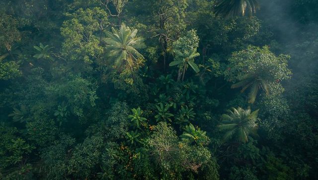 Lush tropical rainforest canopy with misty atmosphere