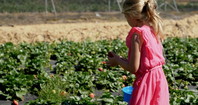This image shows a young girl in a pink dress who is picking strawberries on a sunny farm. She holds a blue bucket and is surrounded by rows of strawberry plants. Ideal for use in contexts related to farming, agriculture, family activities, food harvesting, summertime fun, and outdoor markets.