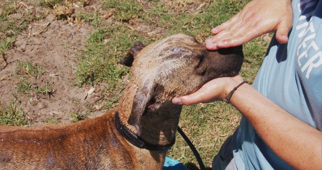Person washing dirty dog outdoors by gently brushing its head with hands. Useful for themes involving pet care, outdoor activities with pets, and demonstrating love for animals through grooming.