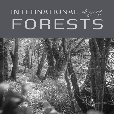International Day of Forests Event Poster with Woodland - Download Free Stock Templates Pikwizard.com