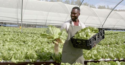 Farmer Smiling and Harvesting Fresh Lettuce in Hydroponic Farm