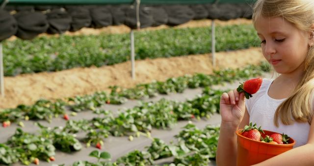 Caucasian girl examines a strawberry at a farm. She's enjoying a day of fruit picking, learning about agriculture and healthy eating.