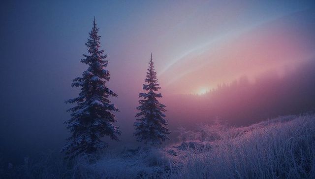 Enchanting Winter Morning with Frosted Trees and Misty Glow