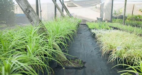Ornamental grasses growing in nursery under shade