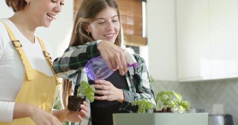 Misting indoor herb seedlings while planting in kitchen countertop planter, smiling women