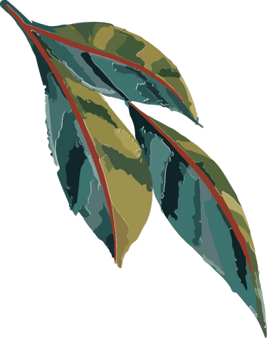 Stylized Variegated Leaves with Red Midribs on Transparent Background