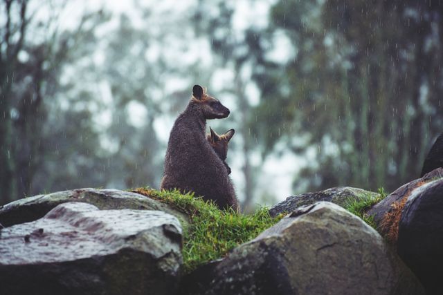 Wallabies huddling together on large rocks surrounded by lush, green grass in a foggy forest during a light rain. Suitable for use in nature documentaries, wildlife tourism promotions, educational materials about marsupials, or environmental conservation campaigns highlighting animal habitats.