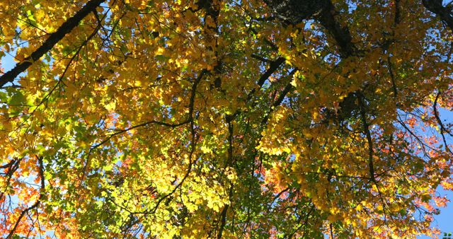 Close up of tree with green and yellow autumn leaves over blue sky on sunny day - Download Free Stock Photos Pikwizard.com