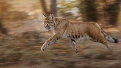 Leaping lynx sprinting through autumn woodland with motion-blur action