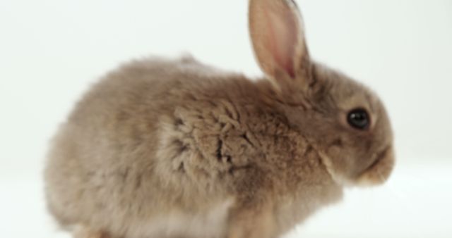 A blurry image of a rabbit captured with a shallow depth of field, emphasizing its soft fur and gentle appearance. The focus on texture and the out-of-focus effect create a dreamy and delicate portrayal of the animal.