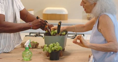 Senior couple planting basil seedlings together in kitchen