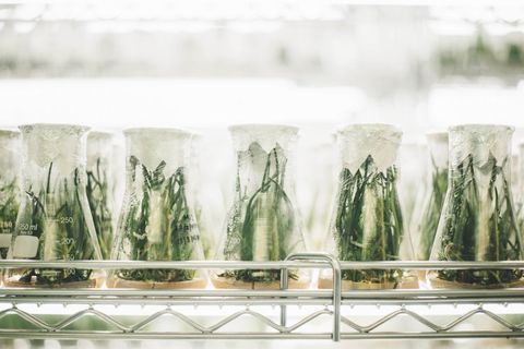 Plants Growing in Glass Flasks in Laboratory Environment