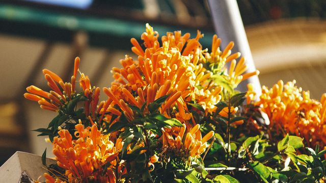 Vibrant orange flowers blooming under the warm sunlight. Ideal for use in nature-themed projects, gardening blogs, floral arrangements inspiration, or tropical plant illustrations.