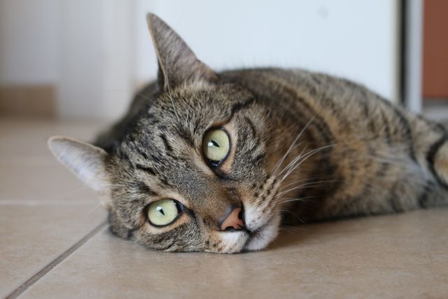 Close-up of a tabby cat with striking green eyes lying on a tiled floor indoors. Perfect for use in cat care articles, pet product advertisements or any content related to domestic animals. Captures the essence of feline relaxation and beauty.