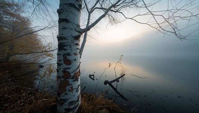 Framing white birch trunk with peeling bark on misty lakeshore at sunrise reflection